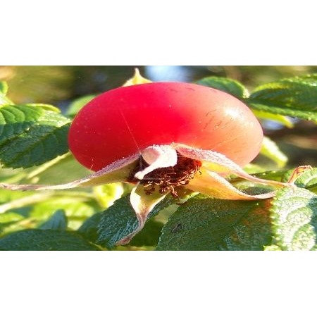 hollanda tipi rosa rugoso kusburnu tohumu 20 tohum fiyatlari ve ozellikleri