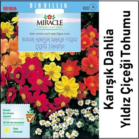 Bodur Kadife Cicegi Tohumu 7 90 Tl