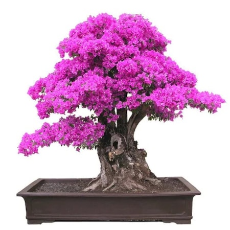 Bonsai Ağacı ile Dekorasyonda Farklılık Yaratın