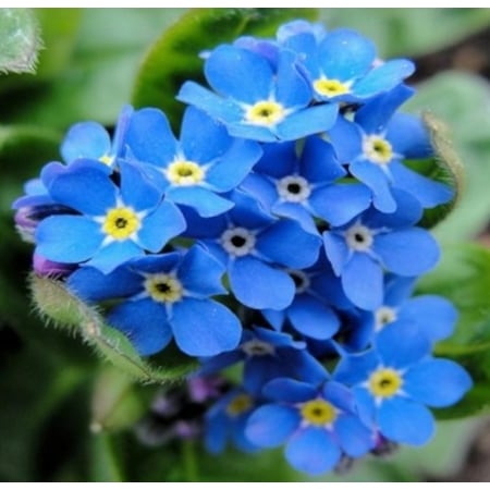 Plantistanbul Mavi Unutma Beni Cicegi Karisik Renk Cicek Tohumu Fiyatlari Ve Ozellikleri