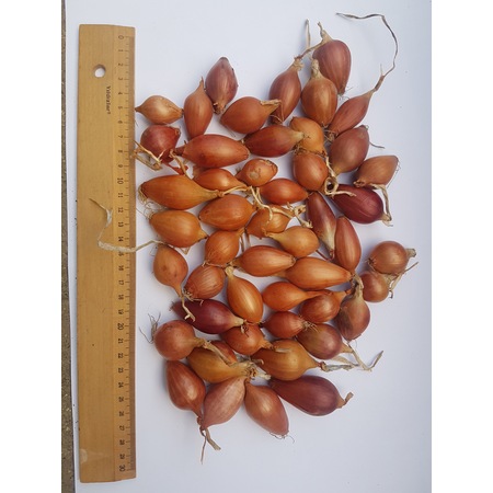 Yeşil Soğan Üretimi için Arpacık - Kıska 4 no. 1 kg Fiyatları ve