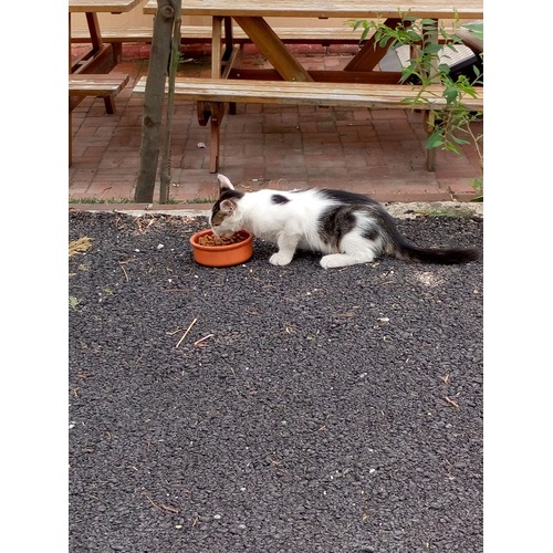 Mito Tavuklu Yetiskin Kedi Acik Mama 1 Kg Fiyatlari Ve Ozellikleri