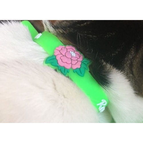 Cingirakli Silikon Kedi Tasmasi Fiyatlari Ve Ozellikleri