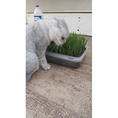 Bugday Cimi Tohumu Bugday Dogal Ilacsiz Hormonsuz Miktar Secin Fiyatlari Ve Ozellikleri