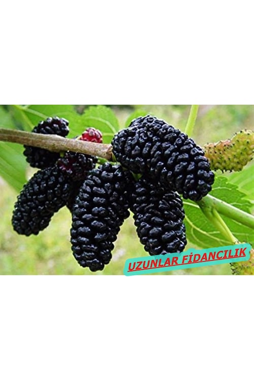 AVUSTRALYA KARA DUT 2 YAŞ Fiyatları ve Özellikleri