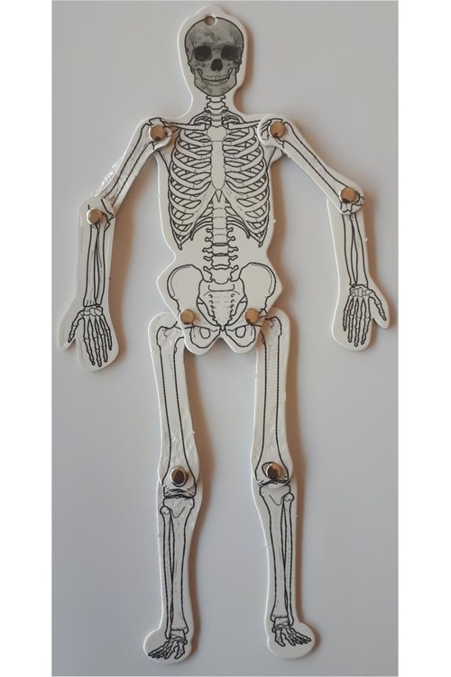 İskelet Sistemi Mukavva Kalın Karton - 25 cm