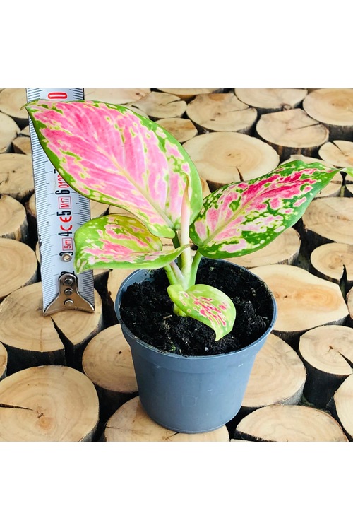 Aglaonema Pink Princess Plant Pembe Yaprak Yeşil Desen Ev Bitkisi