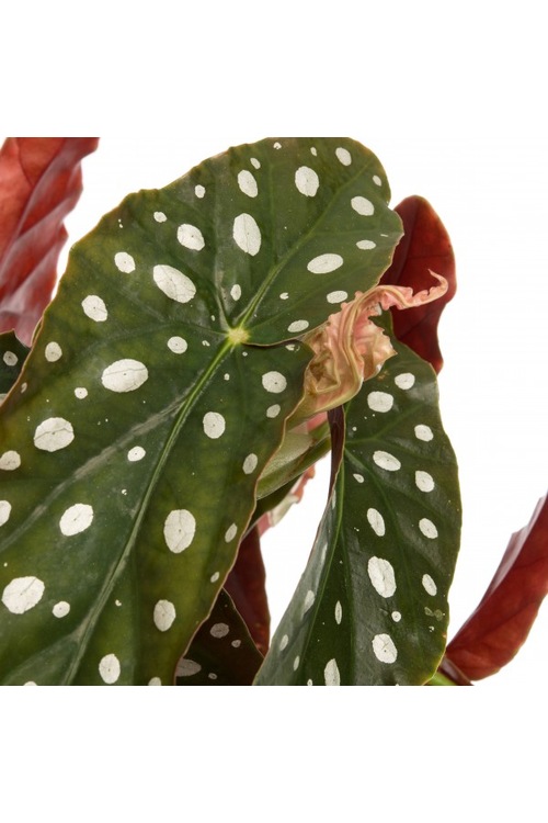 Begonia Maculata Silverspot Büyük Gümüş Benekli Yapraklı Begony