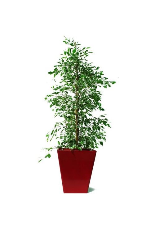 Benjamin Ficus Starlight 105 Cm Ev Bitkisi Ofis ve Salon Bitkisi