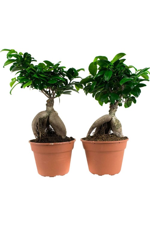 Bonsai 20 cm Ev Bitkisi Ofis Bitkisi