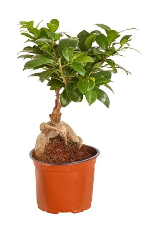 Bonsai 30 cm Ev Bitkisi Ofis Bitkisi
