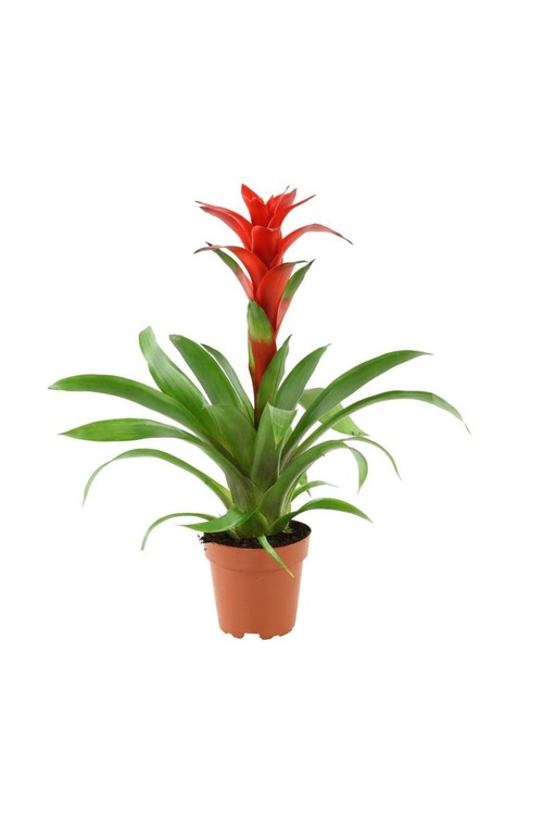 Guzmania Çiçeği Mini 9 Cm Saksıda Ev Bitkisi Ofis Bitkisi Fiyatları ve