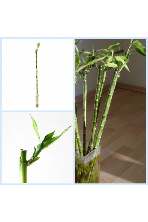 IKEA DRACAENA CANLI BİTKİ ÇİÇEK DÜZ BAMBU 50 CM