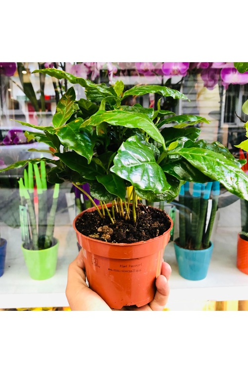 Kahve Ağacı Bitkisi Coffee Arabica Plant Ev Ofis Salon Bitkisi