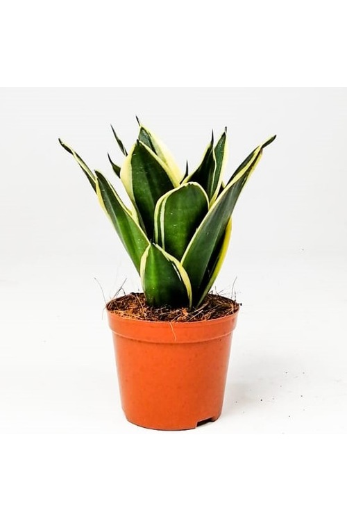 Lotus Bodur Paşa Kılıcı - Sansevieria Trif. Lotus Hahnii