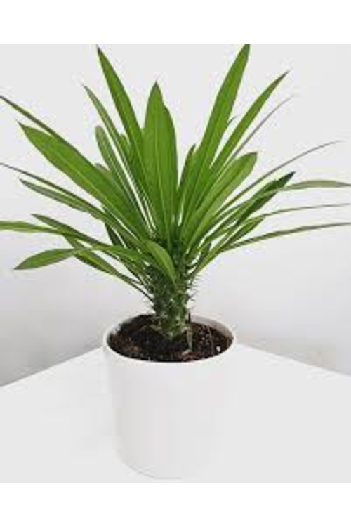 Madagaskar Palmiyesi Pachypodium Lamerei 40 cm Ev ve Ofis Bitkisi