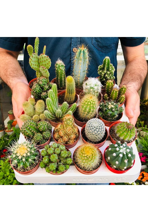 Kaktüs Seti 5 Adet Farklı Tür Dolgun Formlu Cactus Çeşitleri Fiyatları