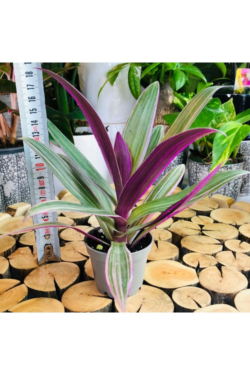 Tradescantia Sitara Plant Pembe Yeşil Palmiye Yaprak Ev Bitkisi