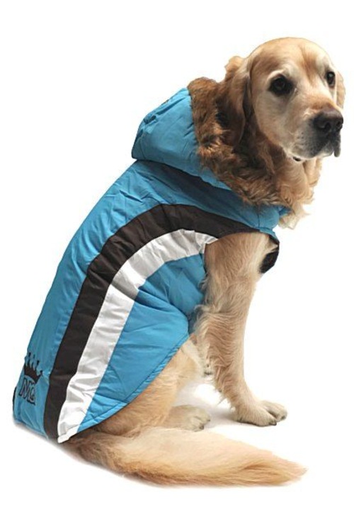 Büyük Irk Köpek Mont Blue Queen Fiyatları ve Özellikleri