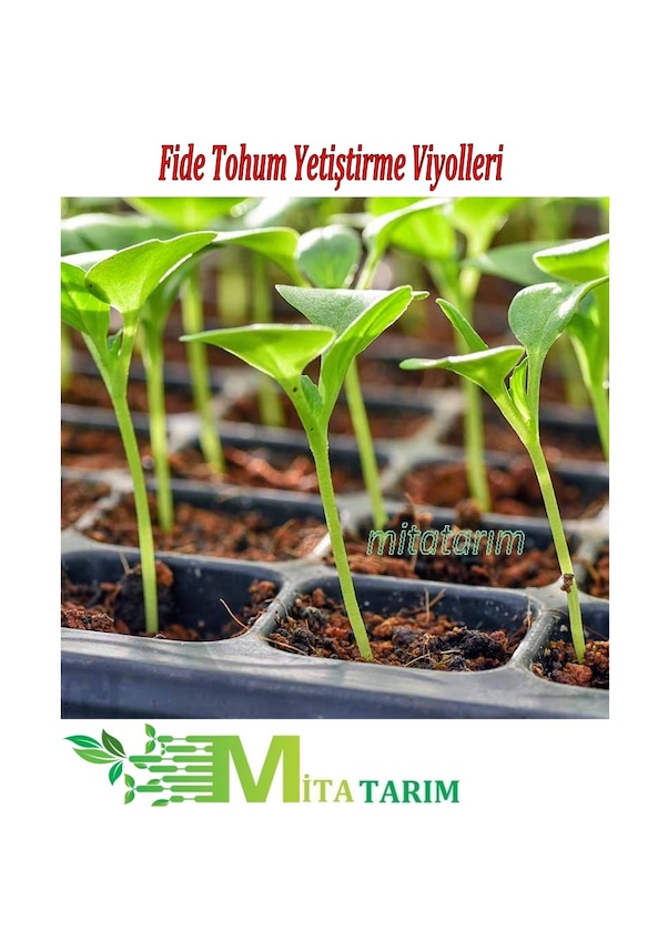 20-adet-fide-viyol-70-g-z-fide-viyolleri-fidelik-fide-307187808