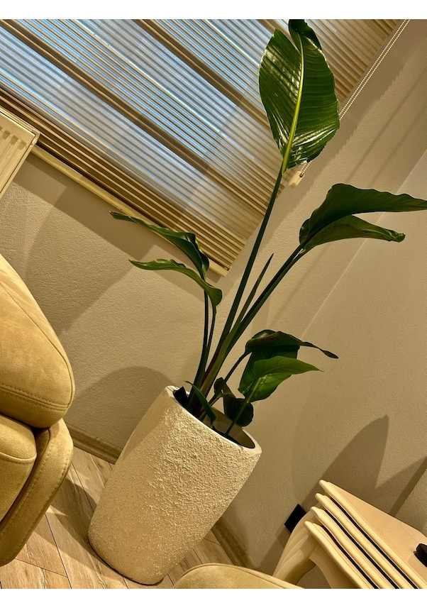 Resim Büyük Boy Dokulu Hafif Beton Saksı 