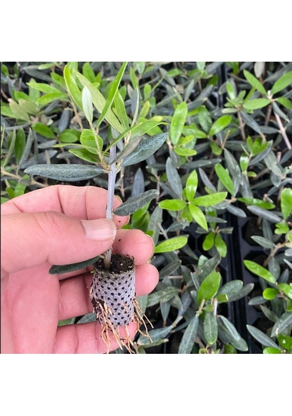 Nikah Düğün Organizasyon İçin Hediyelik Paper Potta Bodur Zeytin Fidanı ...