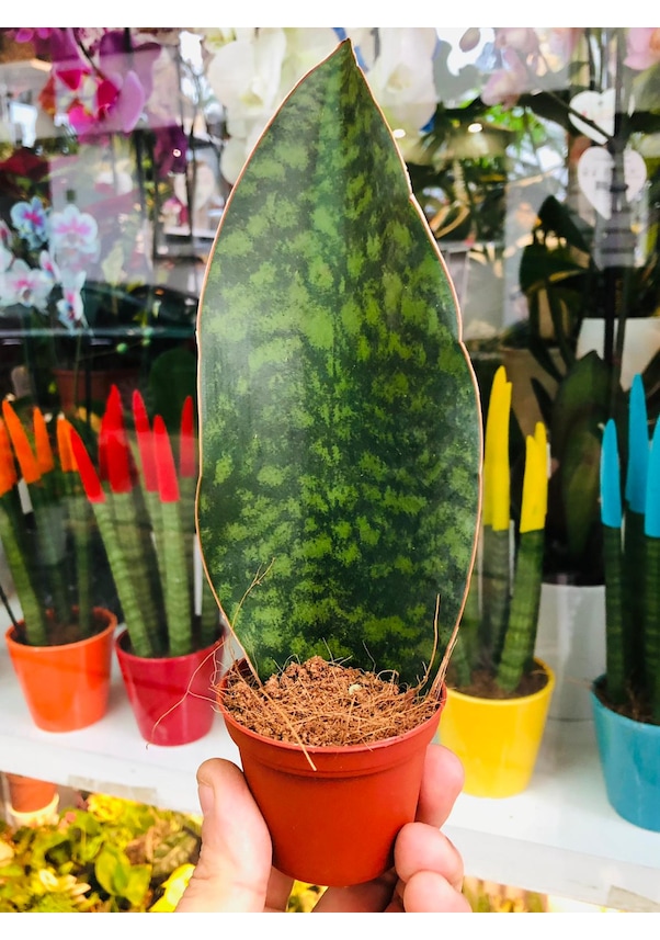 Sansevieria Masoniana Victoria Succulent Koleksiyon Sukulent Fiyatları ...