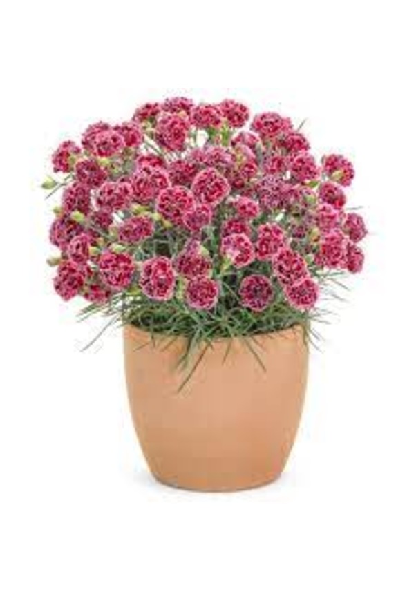 100 Adet Tohum Bodur Karanfil Çiçeği Tohumu Karanfil Tohumu Saksı