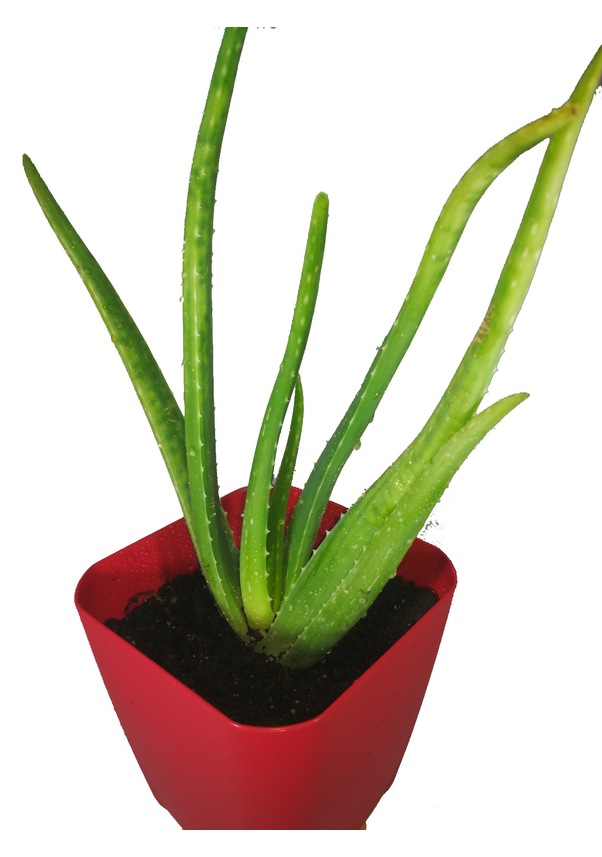 Aloe Vera Barbadensis Miller Stockton 20 30 Cm Saksılı Fidan Fiyatları Ve Özellikleri 2346