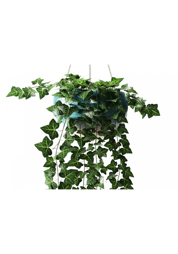 Hedera Helix Hibernica Yeşil Orman Sarmaşığı Duvar Sarmaşığı N11.1778