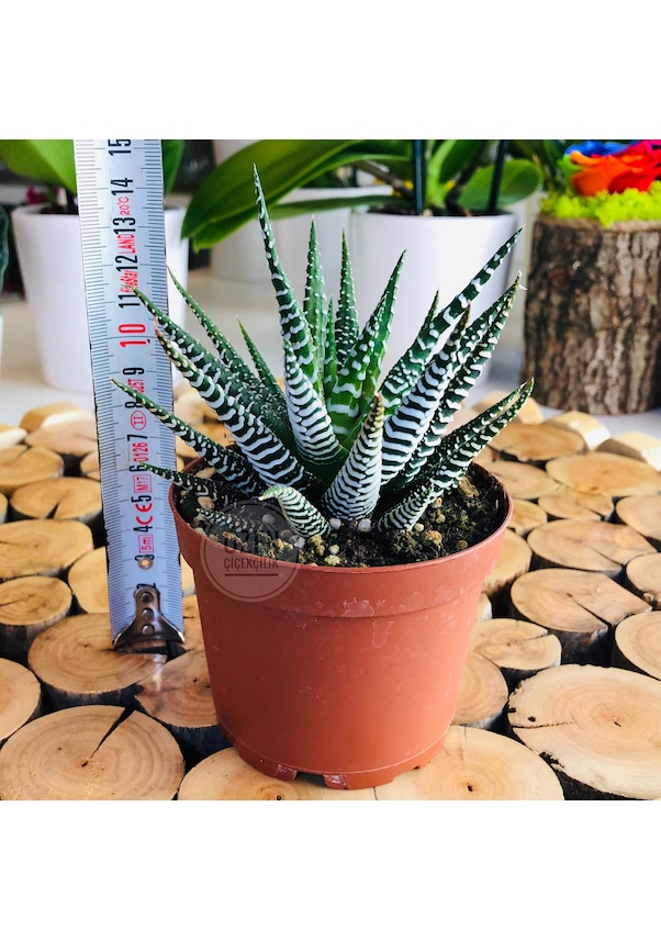 Haworthia Zebrina Succulent Zebra Desenli Double Sukulent Bitkisi