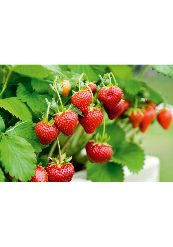 Resim Yediveren Çilek Fidesi 180 Adet 