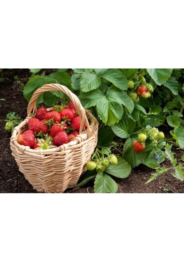 Resim Ada Tarım 100 Ad.rubigem Çilek Fidesi Açık Kök 