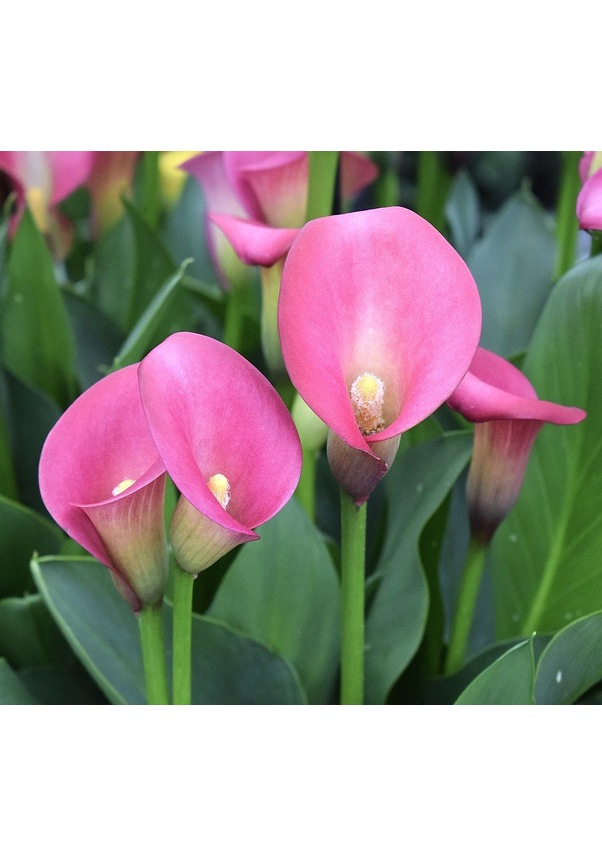 Zantedeschia Pink Puppy Calla Lily Gala Çiçeği Soğanı (1 Adet