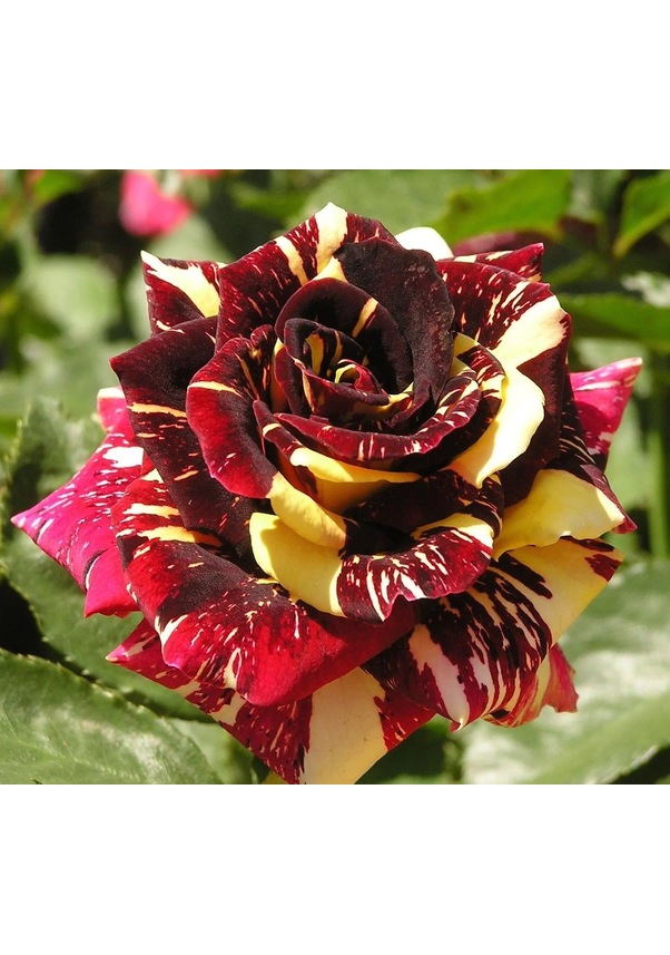 Renk Değiştiren Sihirbaz Abkaradabra Gülü Yediveren Gül Çiçeği Fidesi 1 ...