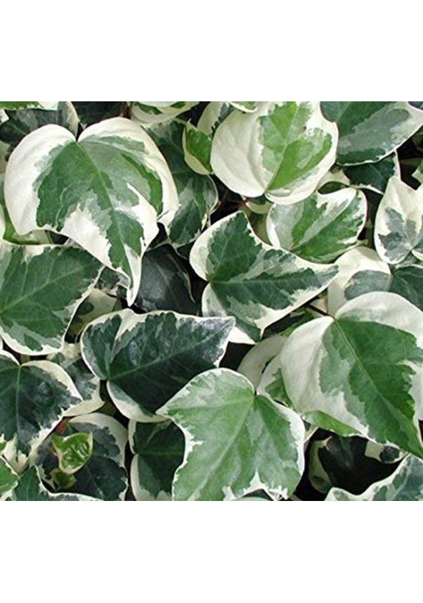 Hedera Helix Canariensis YeşilBeyaz Duvar Sarmaşığı Fidesi 2040 CM