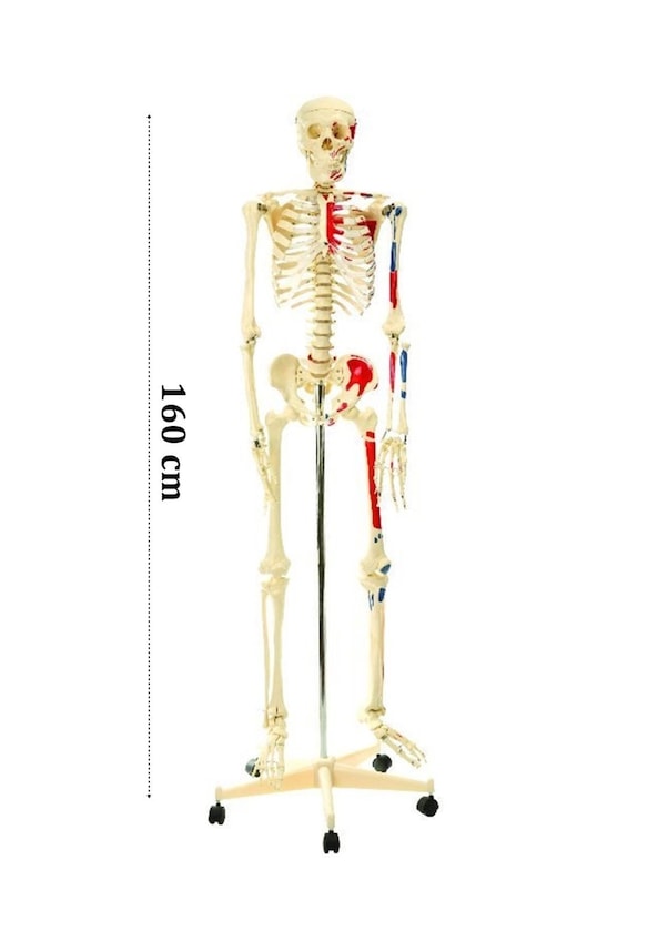 skelet-modeli-160cm-nsan-skeleti-ger-ek-boyut-fiyatlar-ve-zellikleri