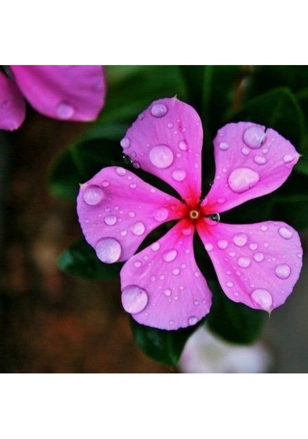 Little Pink Vinca Rosea Rozet Çiçeği Tohumu 20 Tohum Fiyatları ve