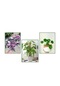 Pilea & Pembe Telgraf(Nanouk) & Delkli Deva Tabanı(Monstera Adons