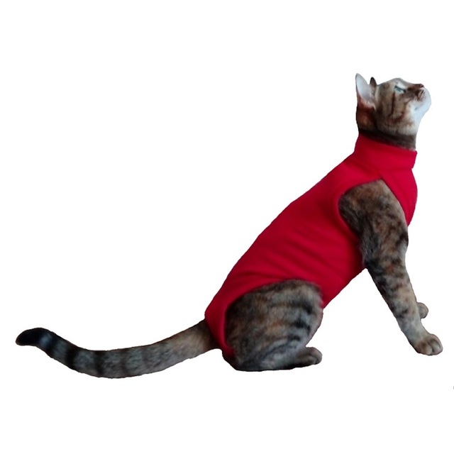Stylie Kedi Ameliyat Sonrasi Kiyafeti Fiyatlari Ve Ozellikleri