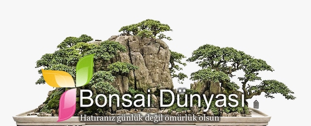 Beyaz Orkide Bonsai Profosyonel Yetistirme Seti Fiyatlari Ve Ozellikleri