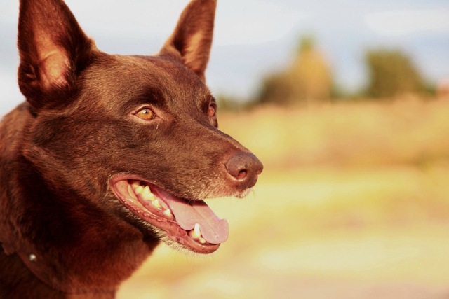 Kirmizi Kopek Red Dog Fiyatlari Ve Ozellikleri
