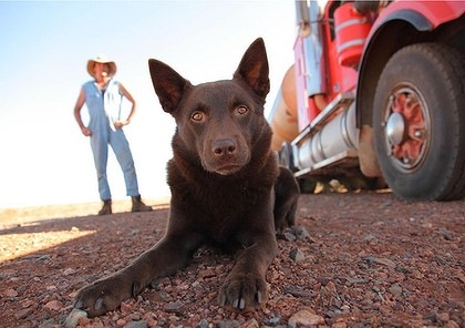 Kirmizi Kopek Red Dog Fiyatlari Ve Ozellikleri