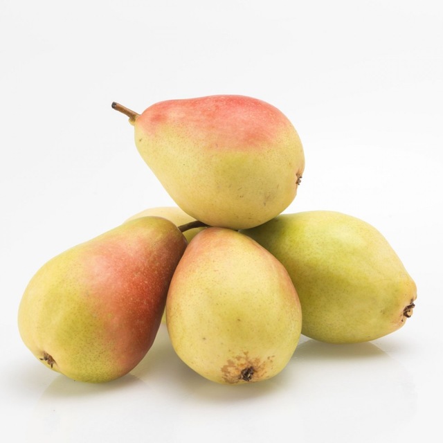 5 Yas Asili Santa Maria Armut Fidani Fiyatlari Ve Ozellikleri 5 Yas Asili Santa Maria Armut Fidani Fiyatlari Ve Ozellikleri