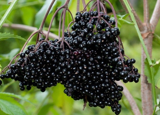 Murver Fidani Patlangic Sambucus Nigra Kara Murver Fidani Fiyatlari Ve Ozellikleri