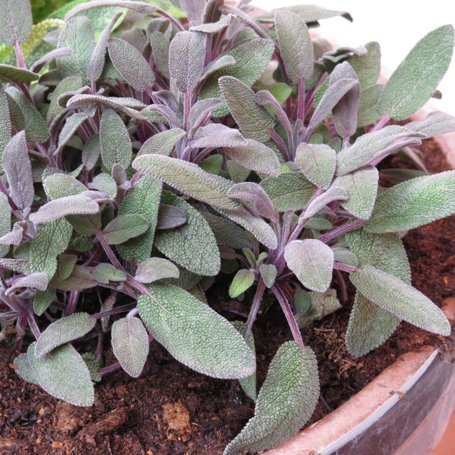 Mor Ada Cayi Salvia Officinalis Purpurmantel 3 Adet Fide Fiyatlari Ve Ozellikleri