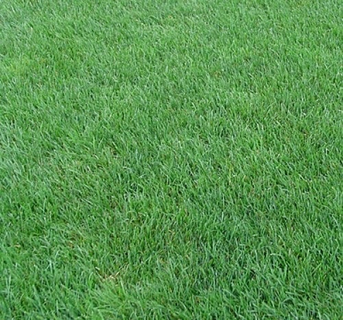 ingiliz cim tohumu 1 kg 20 25m2 ithal ingiliz cimi lolium perenne fiyatlari ve ozellikleri