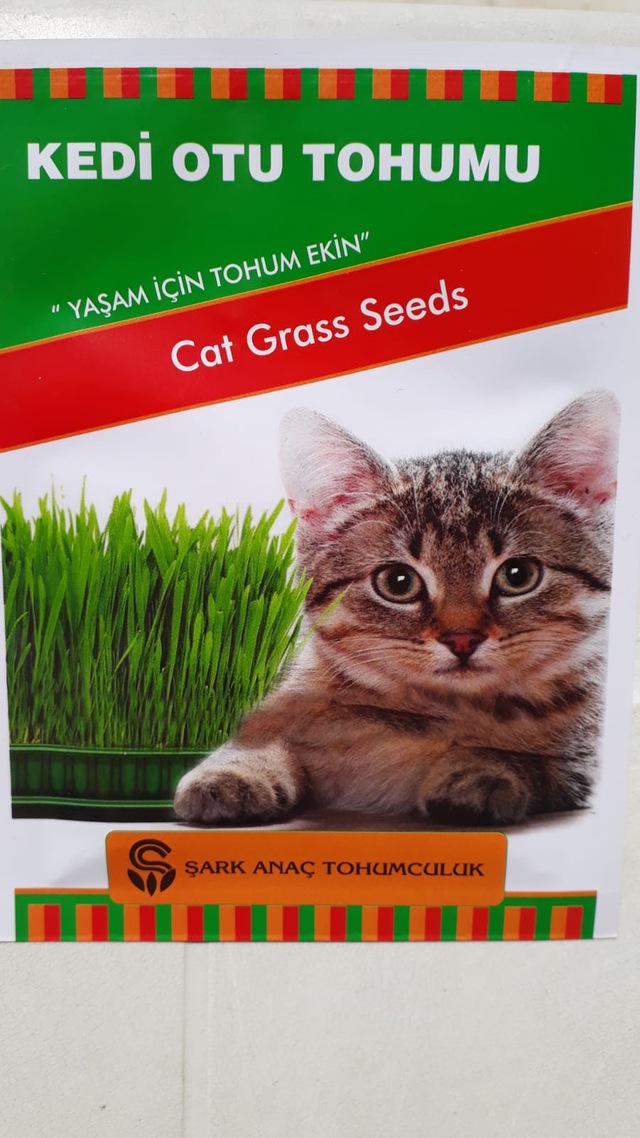 Kedi Otu Tohumu Yeni Mahsul Fiyatlari Ve Ozellikleri Kedi Otu Tohumu Yeni Mahsul Fiyatlari Ve Ozellikleri