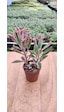 Thebestonline Kalanchoe Pink Butterflies Pembe Aşkın Gözyaşı 5.5 Cm Saksıda 1 Adet