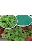 250 GR Fare Kulağı Çim Tohumu Dichondra Repens Kundura Çimi